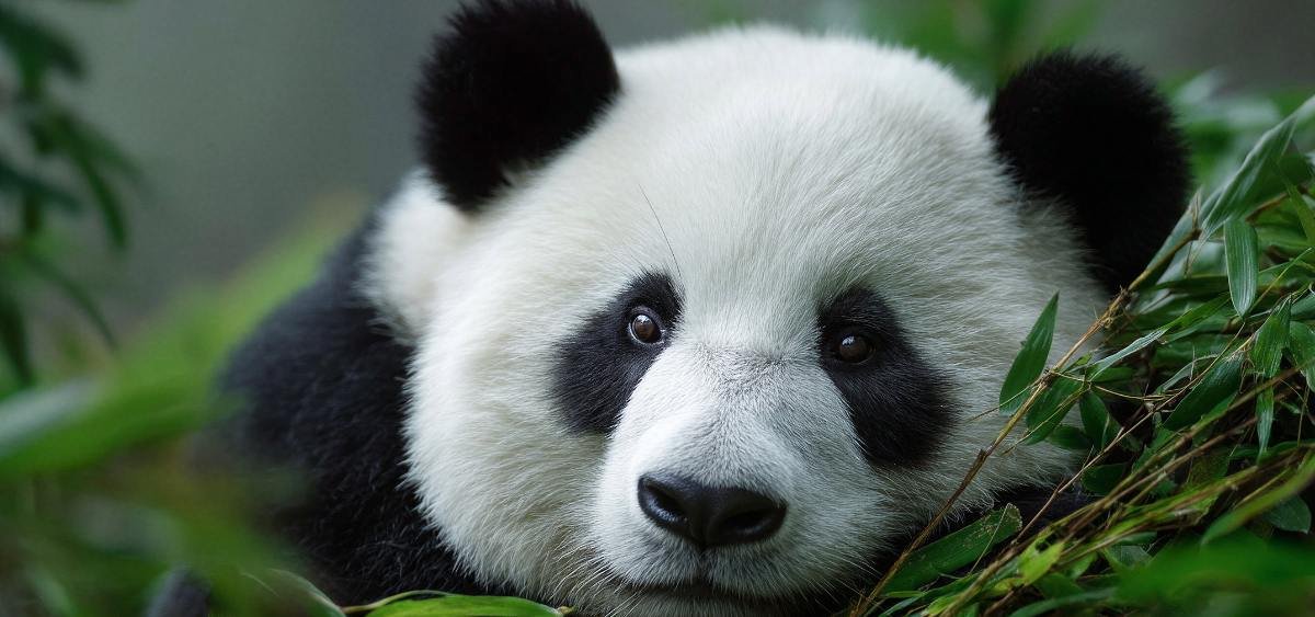 Showing the image of World Panda Day 2026 (16 March)