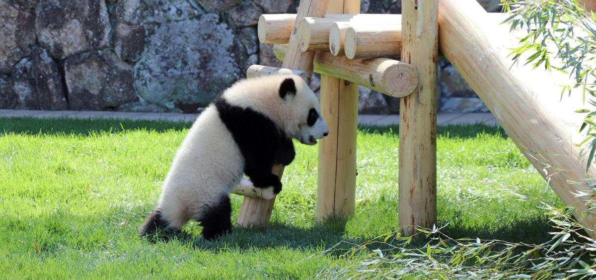 Showing the image of World Panda Day 2026 (16 March)