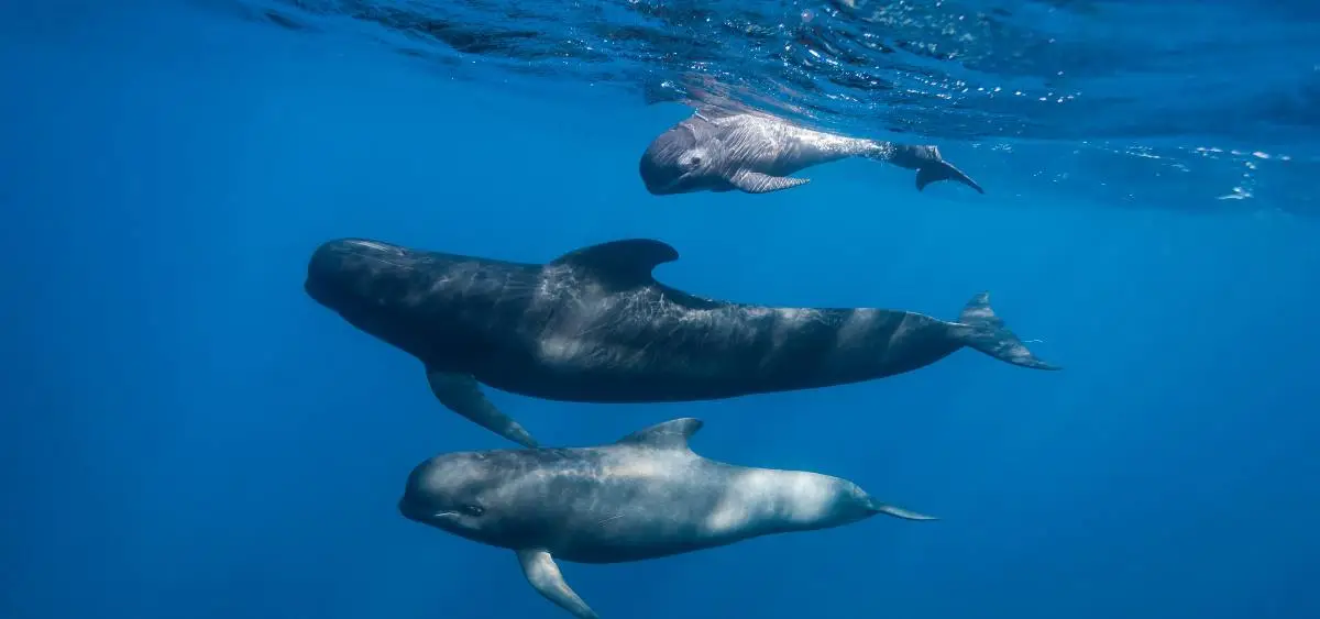 Showing the image of World Whale Day 2026