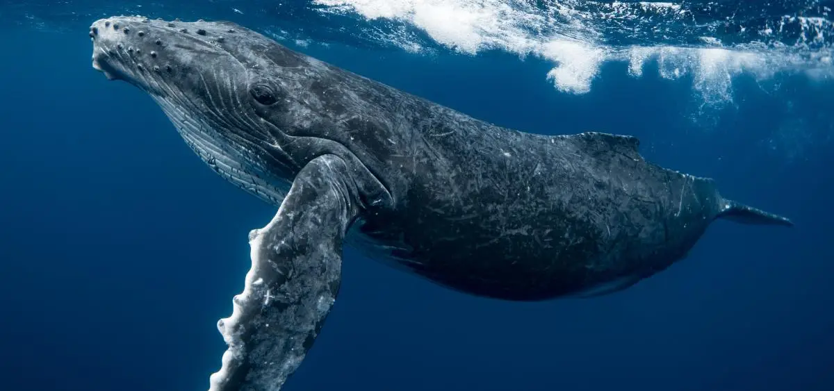 Showing the image of World Whale Day 2026