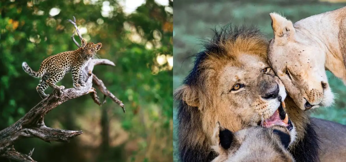 Showing the image of World Wildlife Day