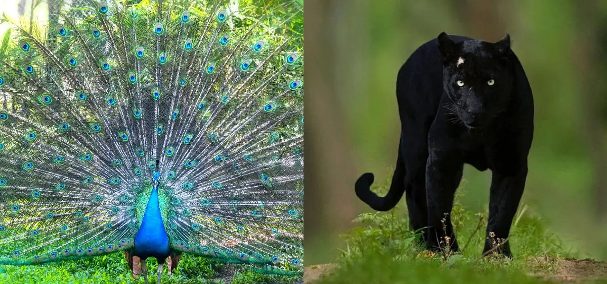 Showing the image of World Wildlife Day