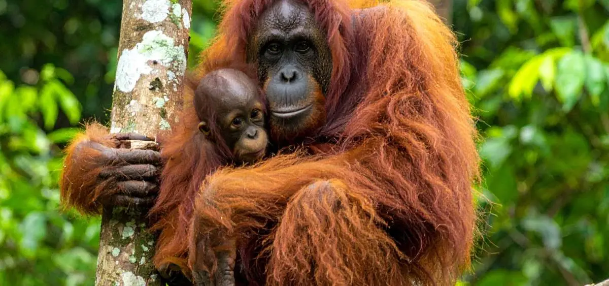 Showing the image of interesting monkey facts