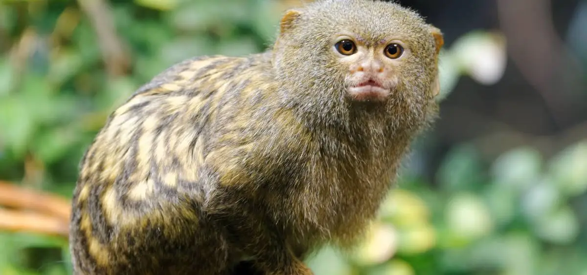 Showing the image of interesting monkey facts