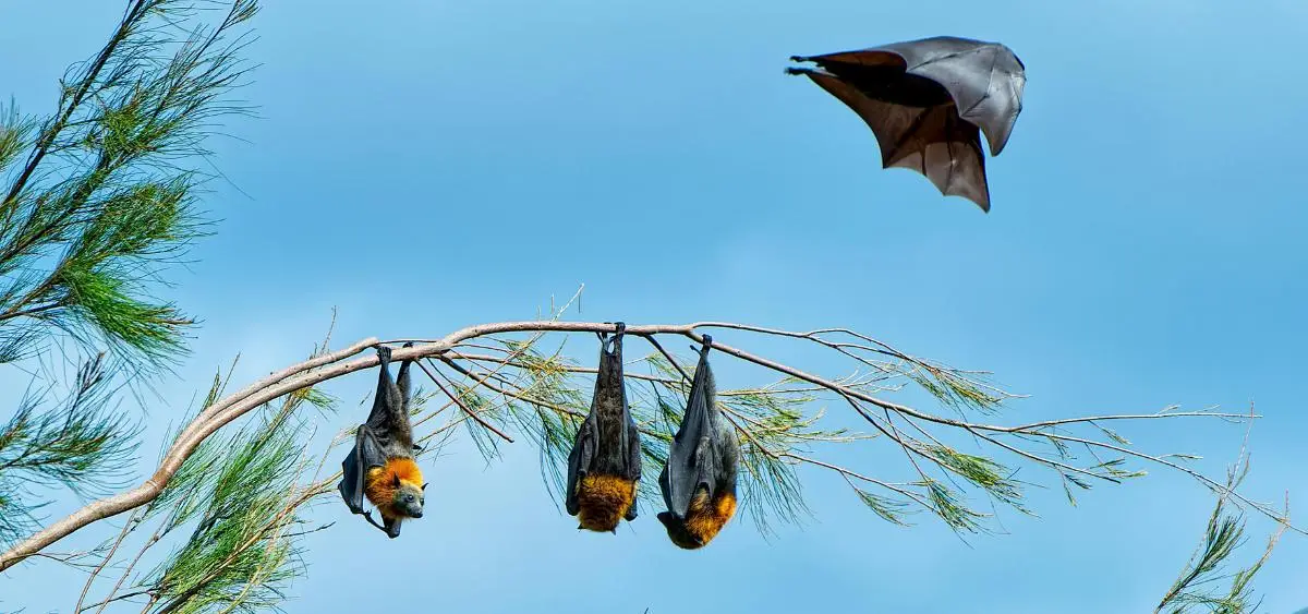 Showing the image of Bat Appreciation Day