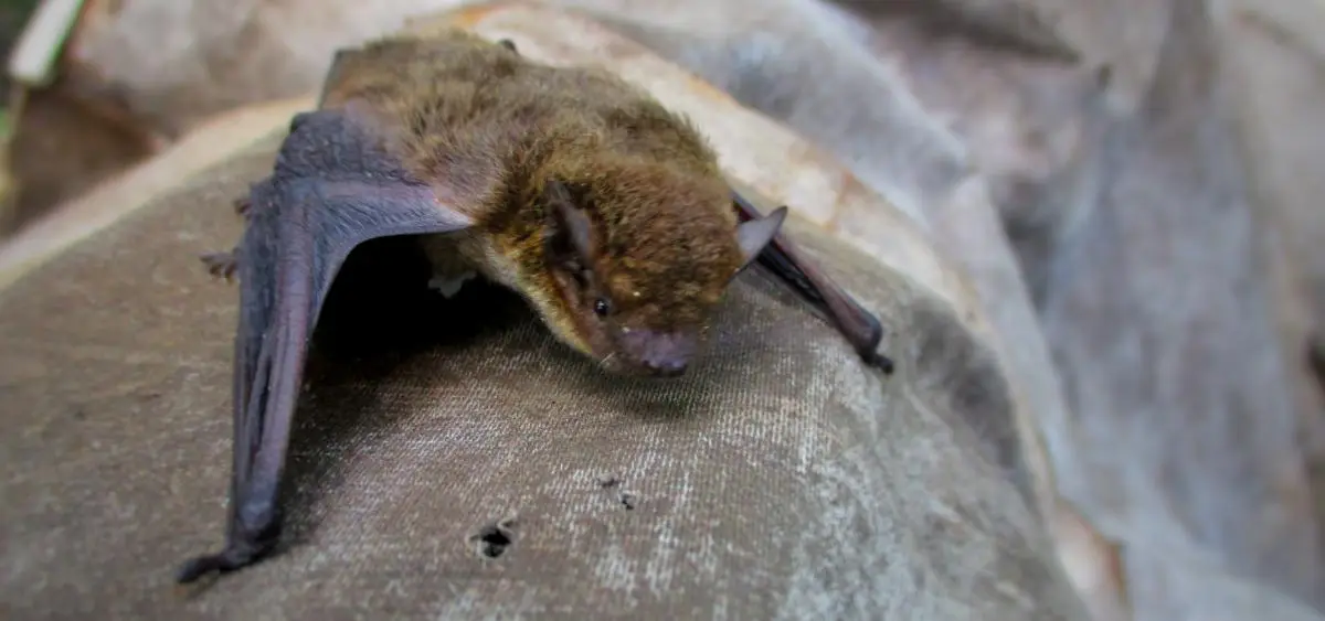 Showing the image of Bat Appreciation Day