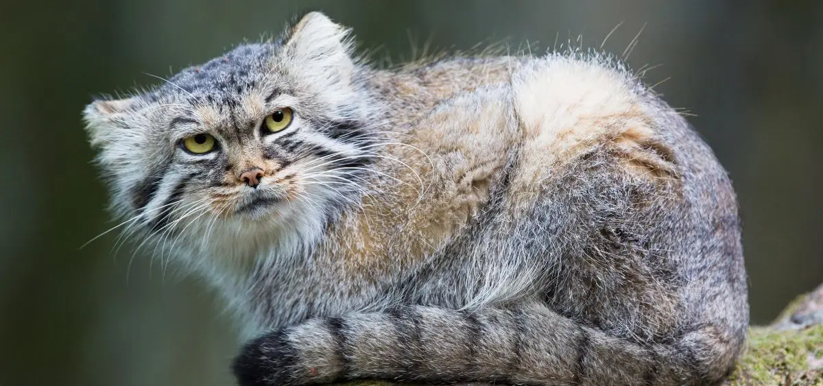 Showing the image of International Pallas’s Cat Day