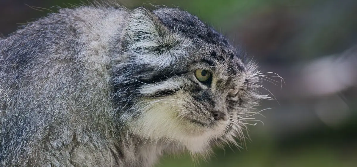 Showing the image of International Pallas’s Cat Day