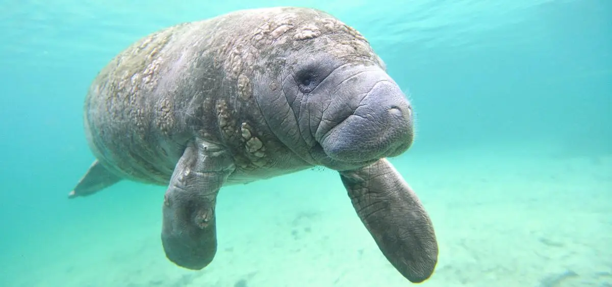 Showing the image of Manatee Appreciation Day