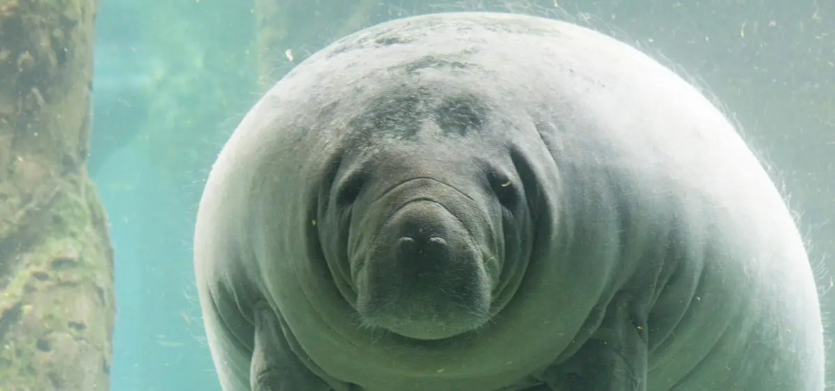 Showing the image of Manatee Appreciation Day