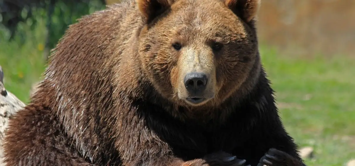 Showing the image of World Bear Day