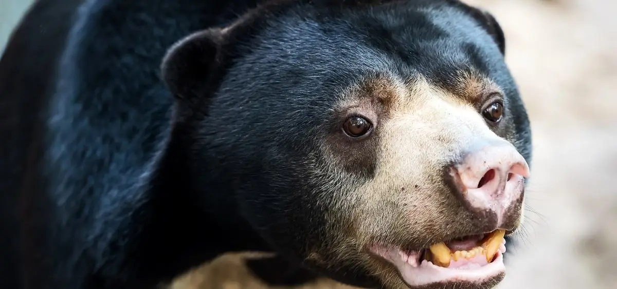 Showing the image of World Bear Day