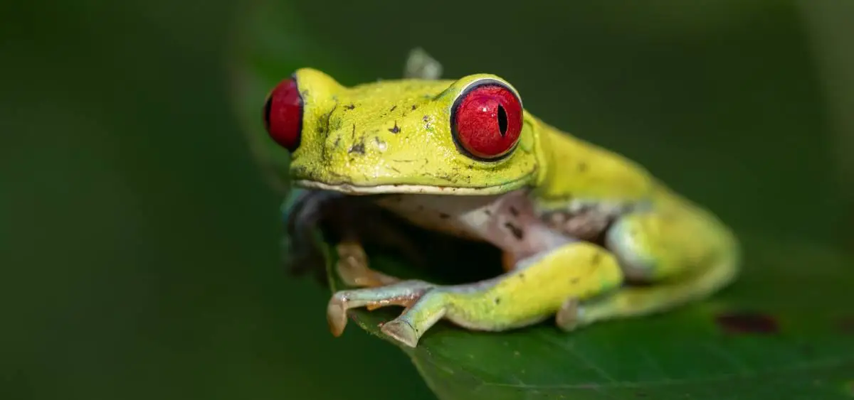 Showing the image of World Frog Day (20 March)
