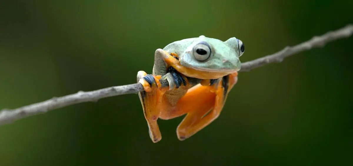 Showing the image of World Frog Day (20 March)