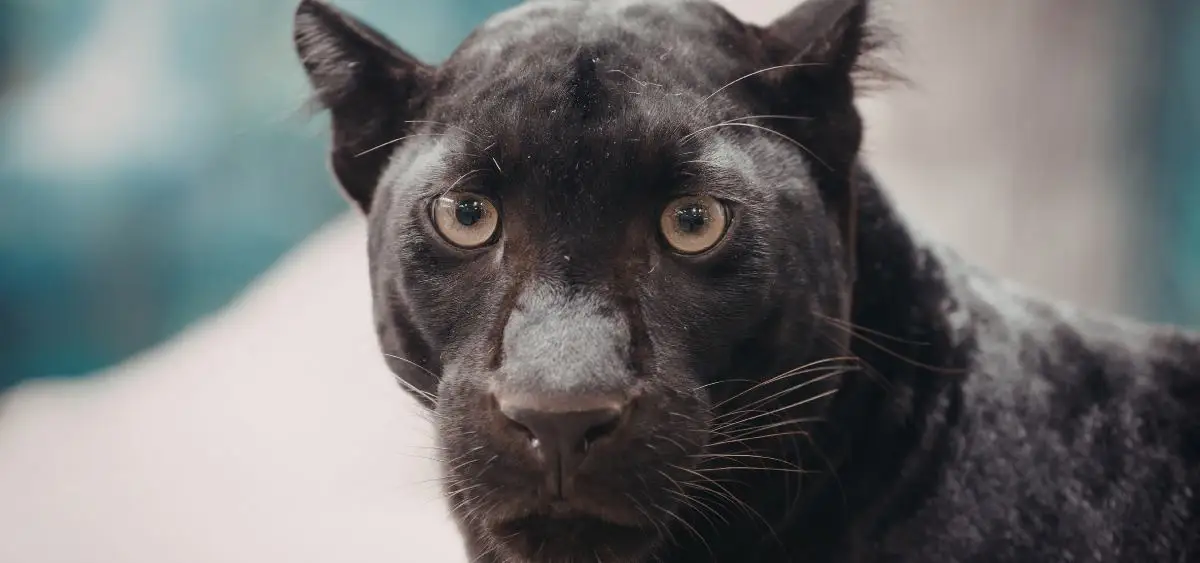 Showing the image of Black Panther Phenomenon