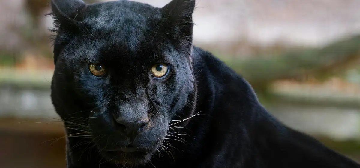 Showing the image of Black Panther Phenomenon