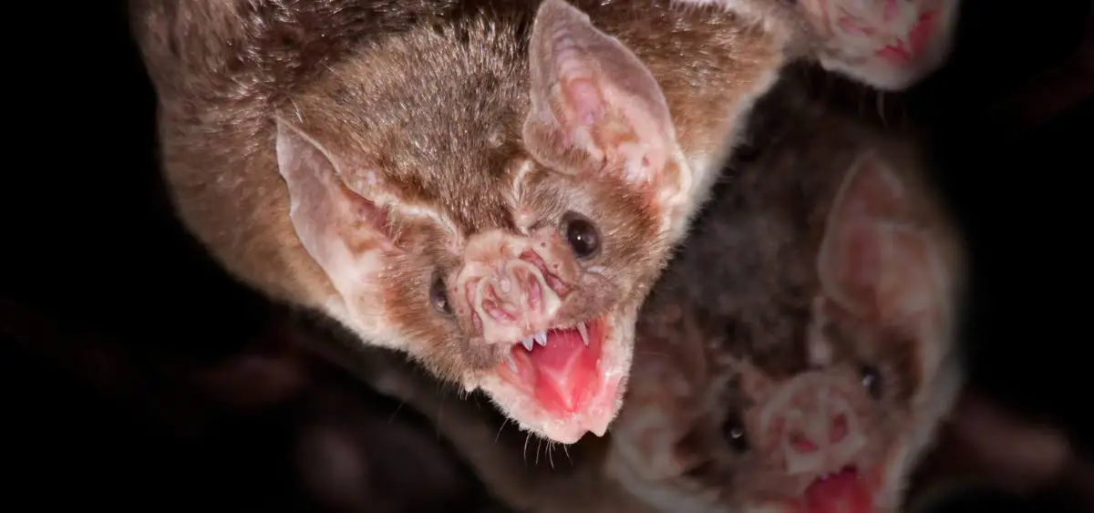 Showing the image of Vampire Bats