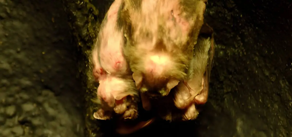 Showing the image of Vampire Bats