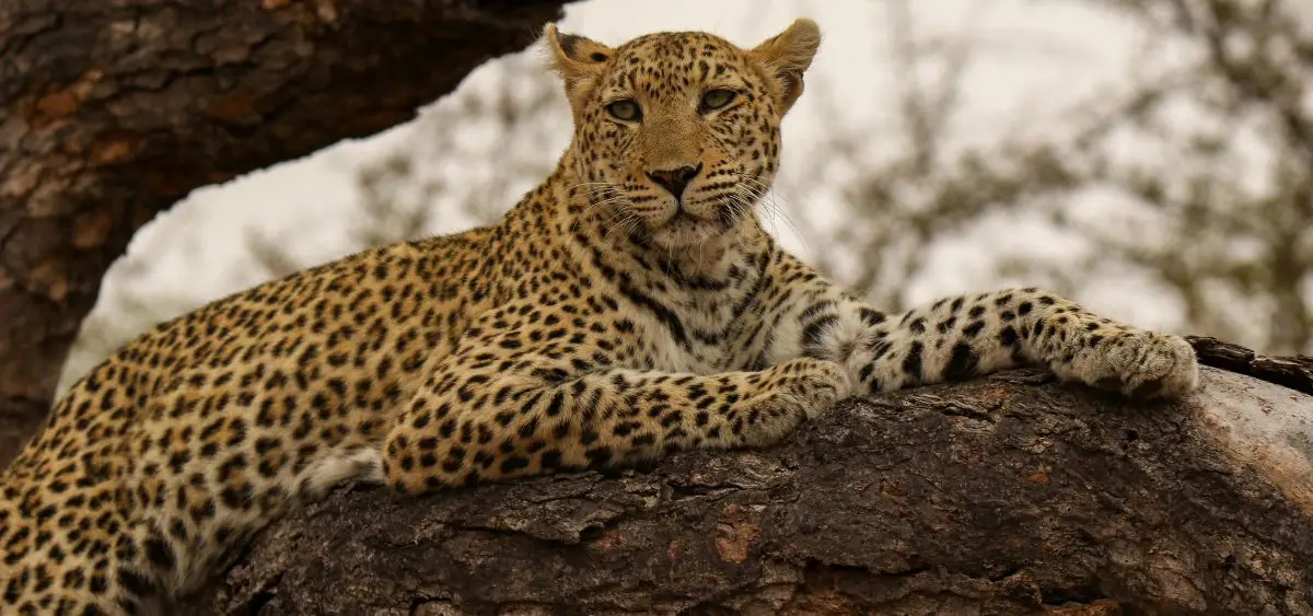 Showing the image of International Leopard Day