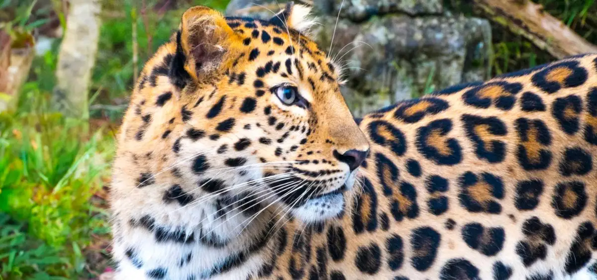 Showing the image of International Leopard Day