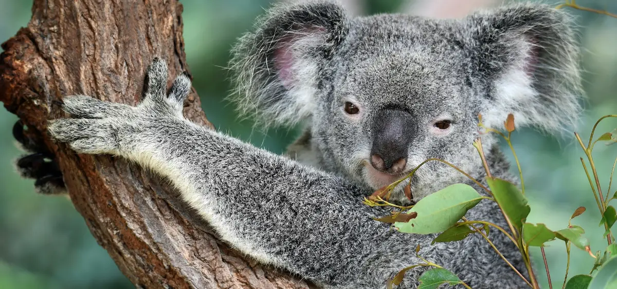 Showing the image of Wild Koala Day