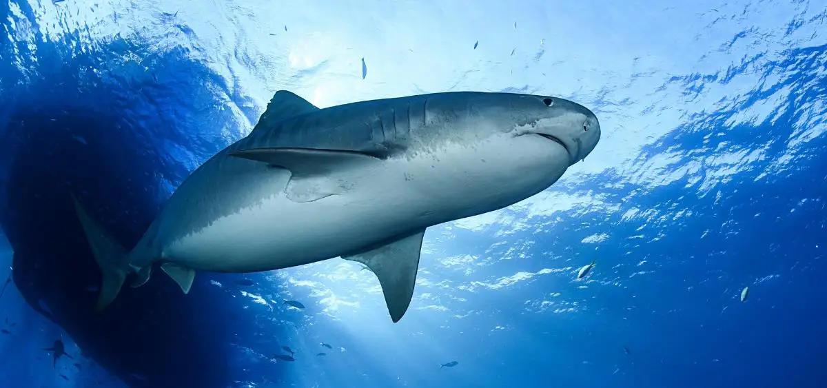 Showing the image of Shark Awareness Day