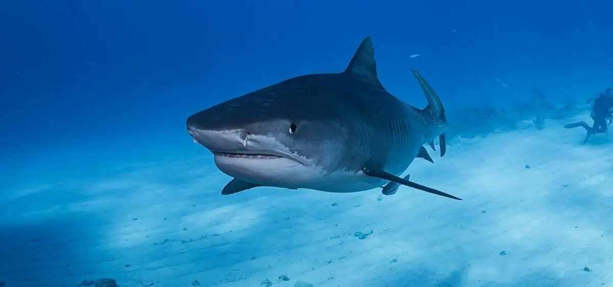 Showing the image of Shark Awareness Day