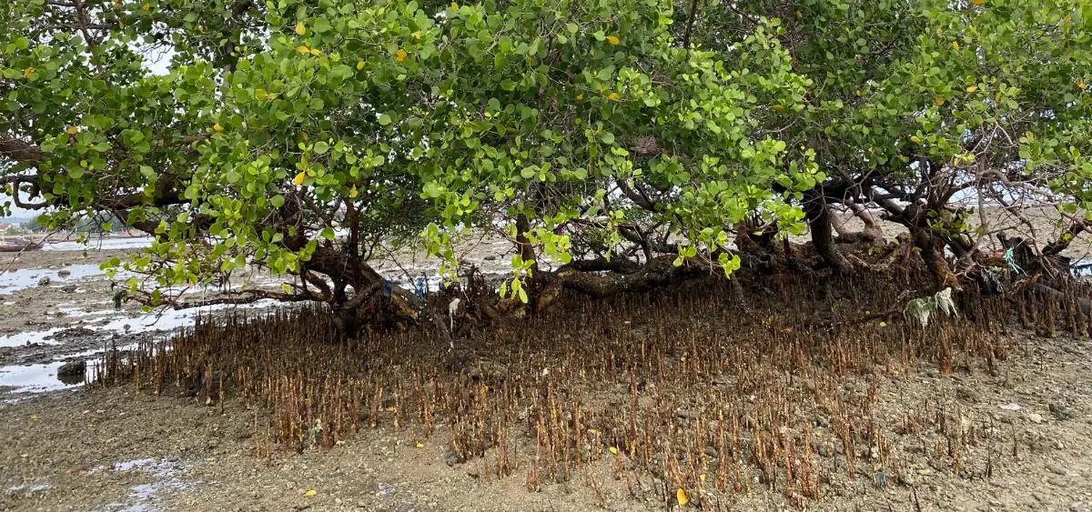 Showing the image of what are peatlands