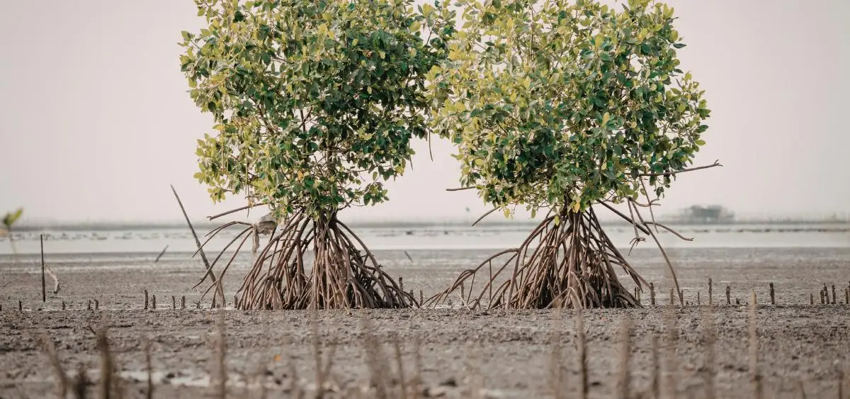 Showing the image of what are peatlands