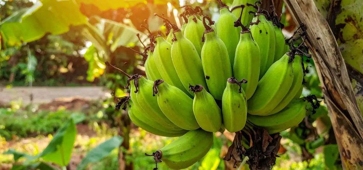 Showing the image of Banana Fibre