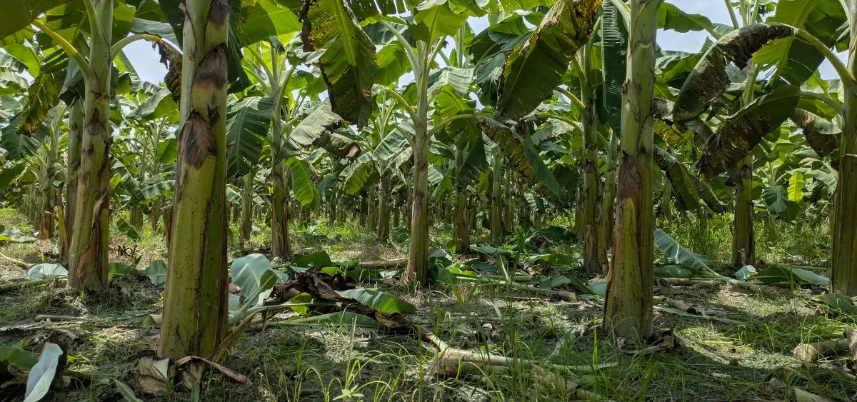 Showing the image of Banana Fibre