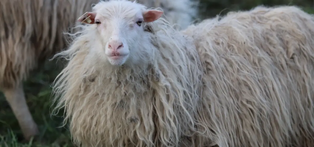 Showing the image of What is Wool