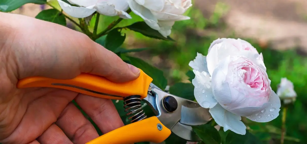 Showing the image of What to Plant in July