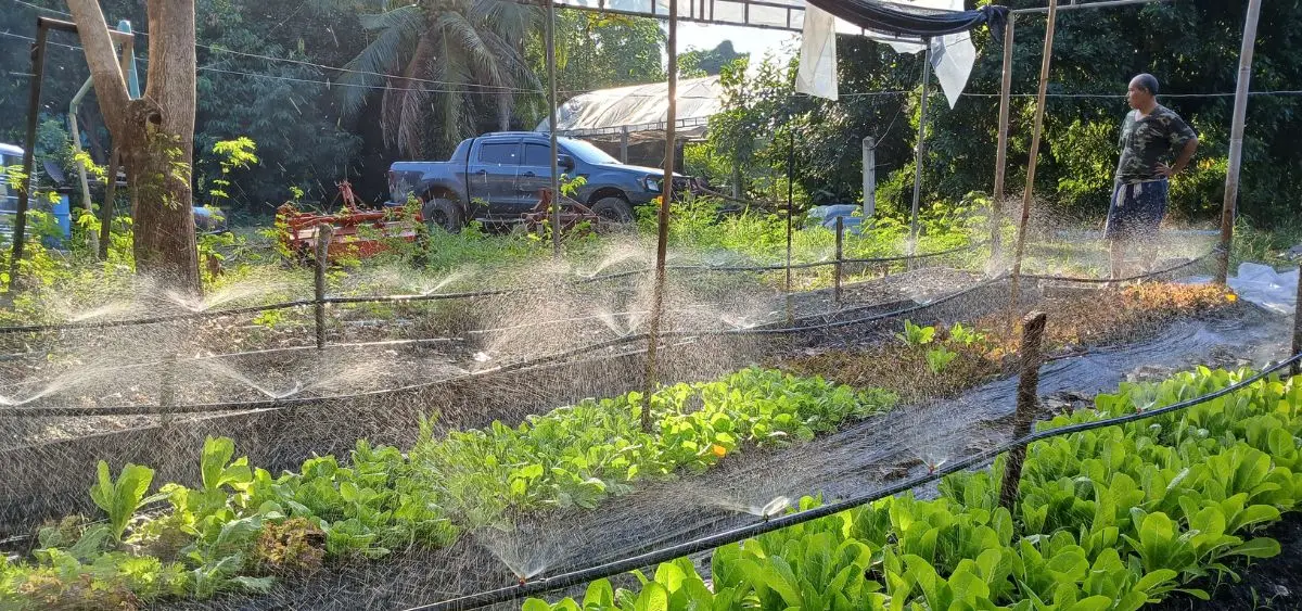 Showing the image of What to Plant in July