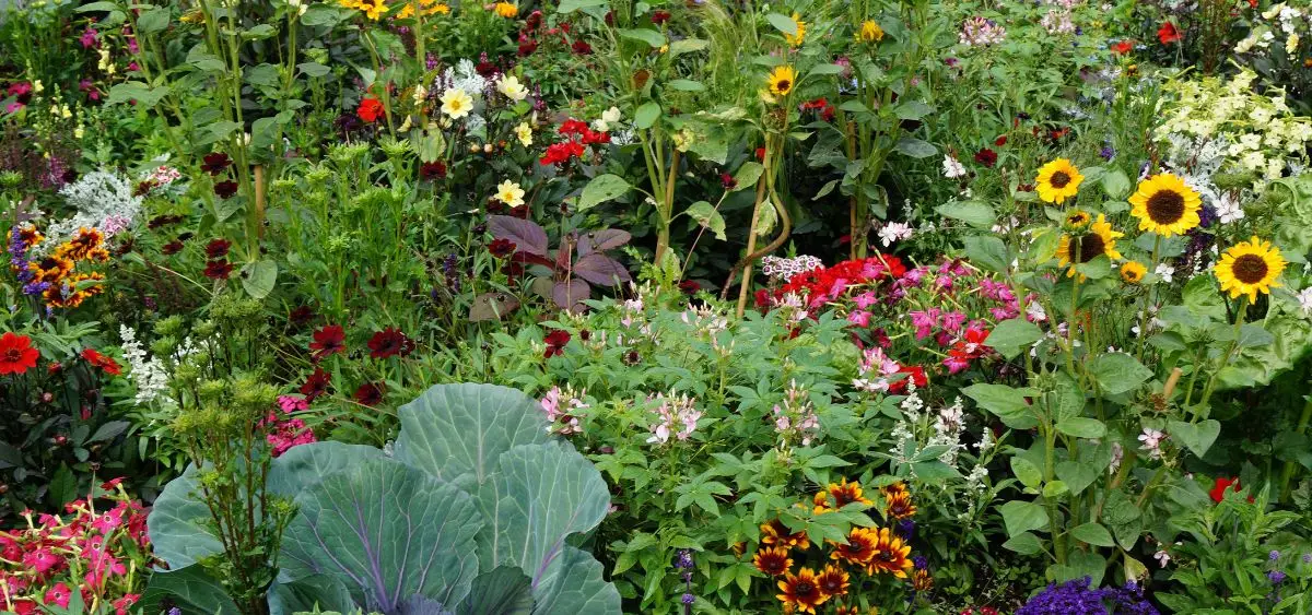 Showing the image of What to plant in November