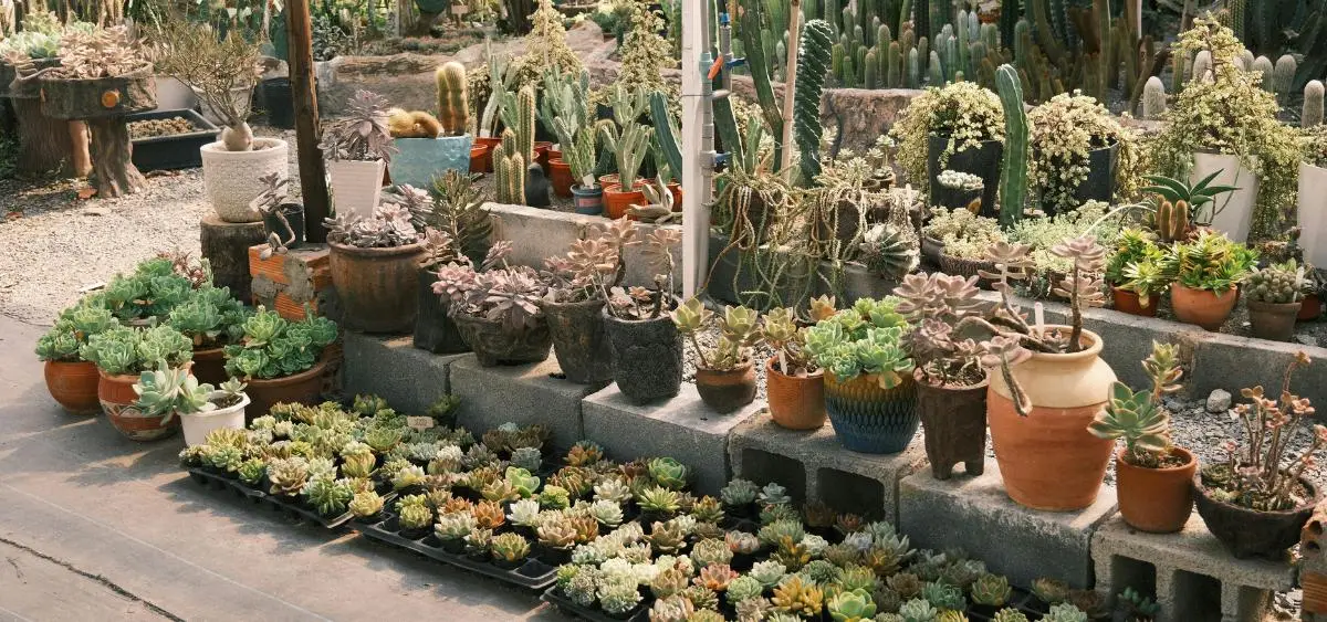 Showing the image of What to Plant in September