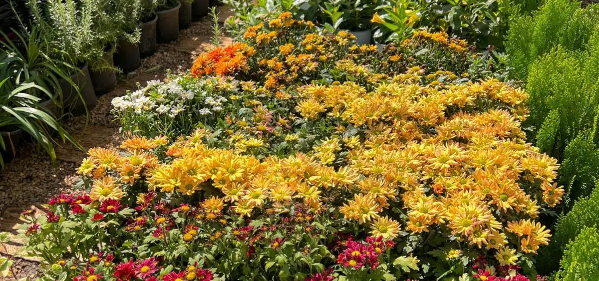 Showing the image of What to Plant in September