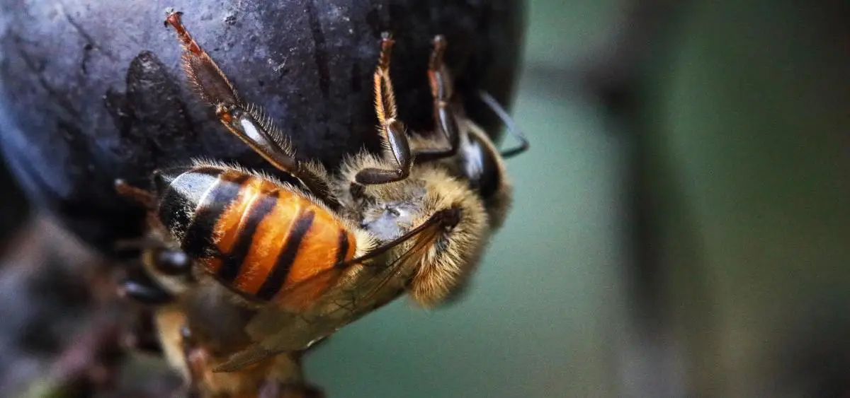 Showing the image of World Bee Day