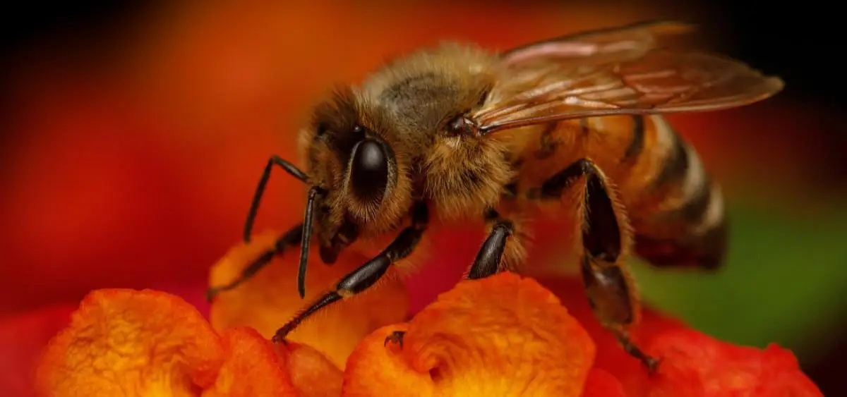 Showing the image of World Bee Day