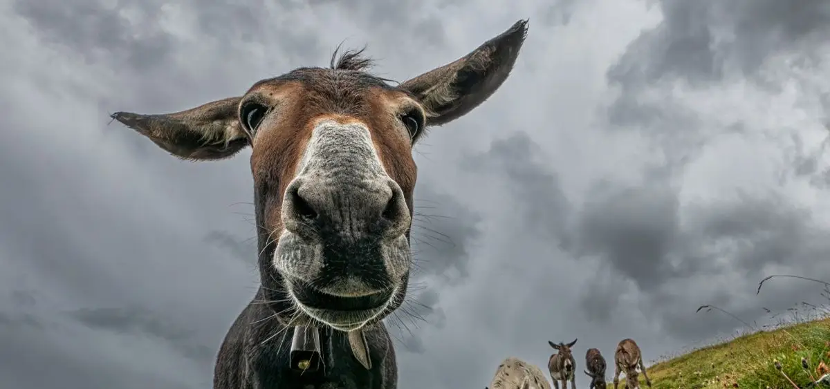 Showing the image of World Donkey Day