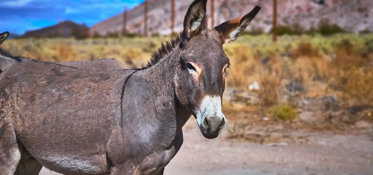 Showing the image of World Donkey Day
