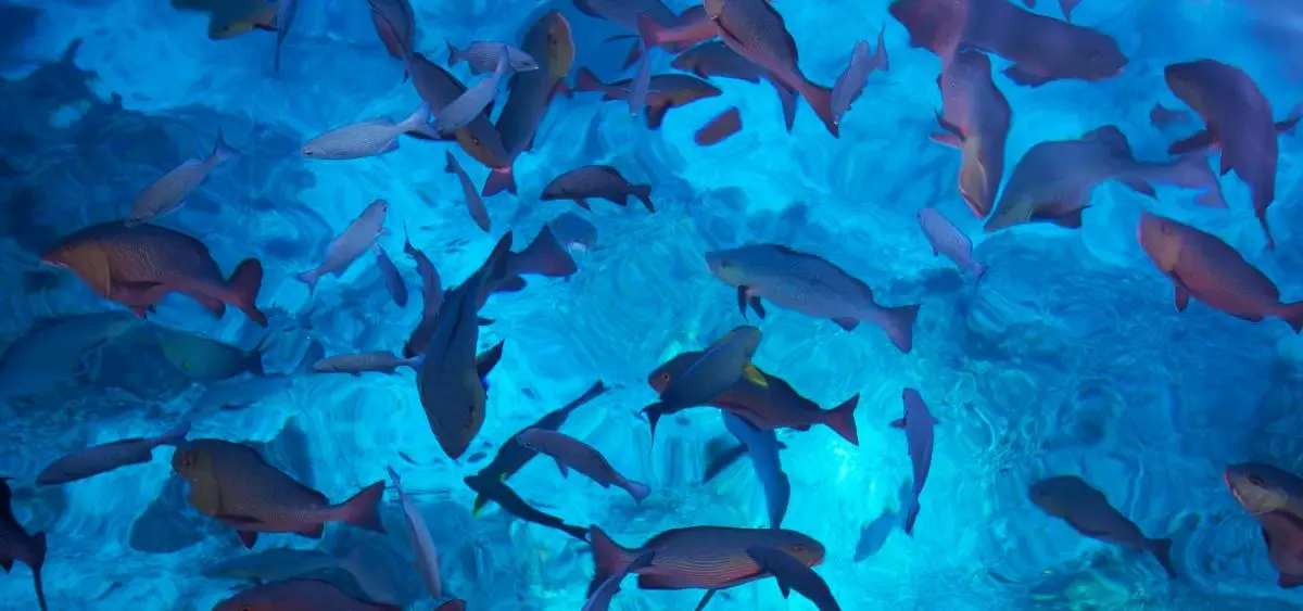 Showing the image of World Fish Migration Day