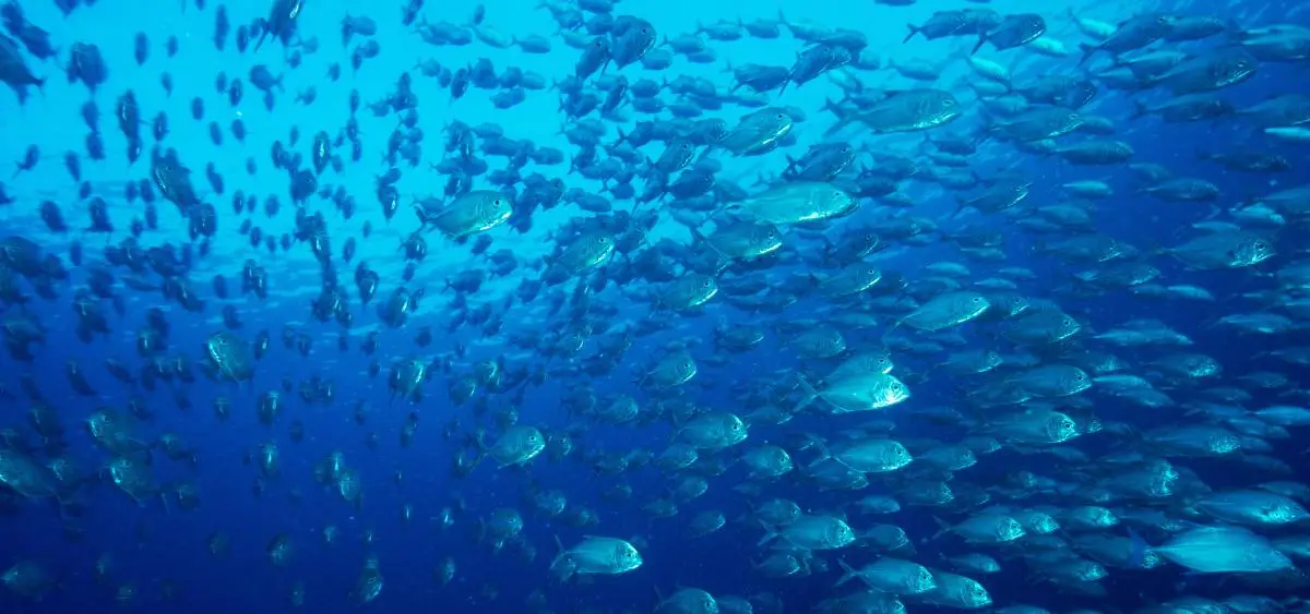 Showing the image of World Fish Migration Day