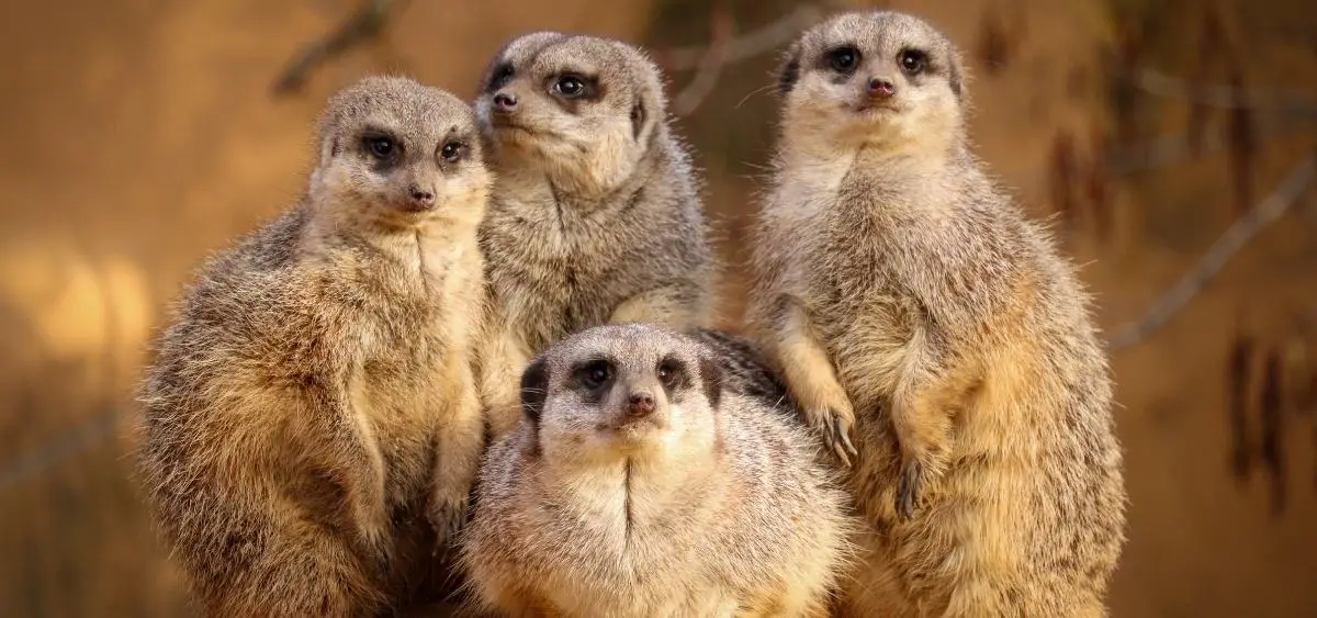 Showing the image of World Meerkat Day
