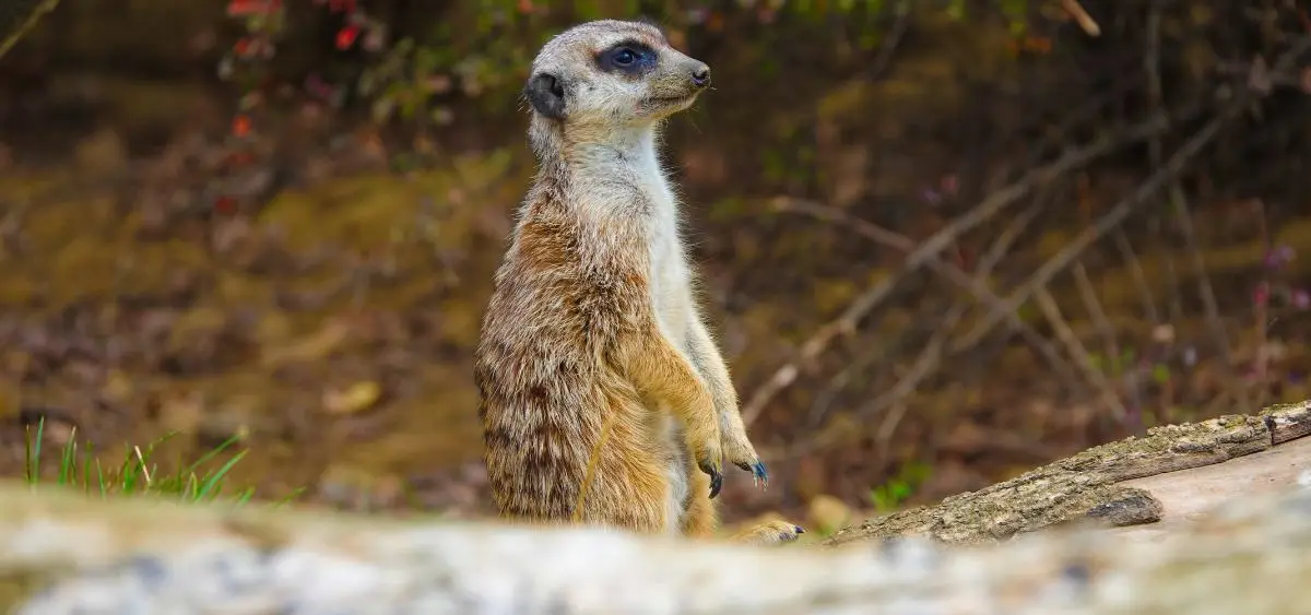 Showing the image of World Meerkat Day