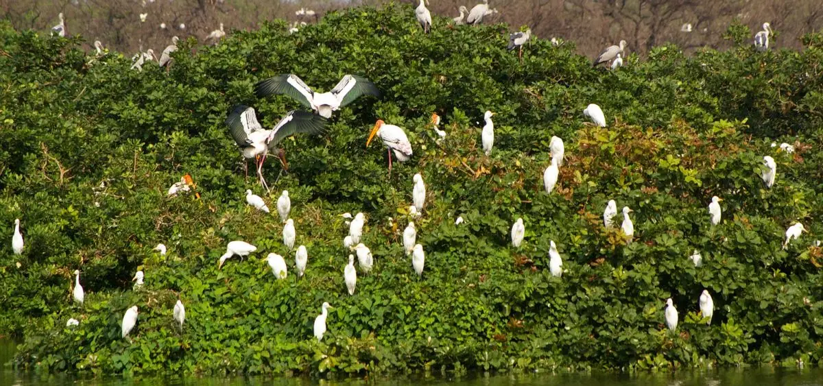 Showing the image of World Migratory Bird Day
