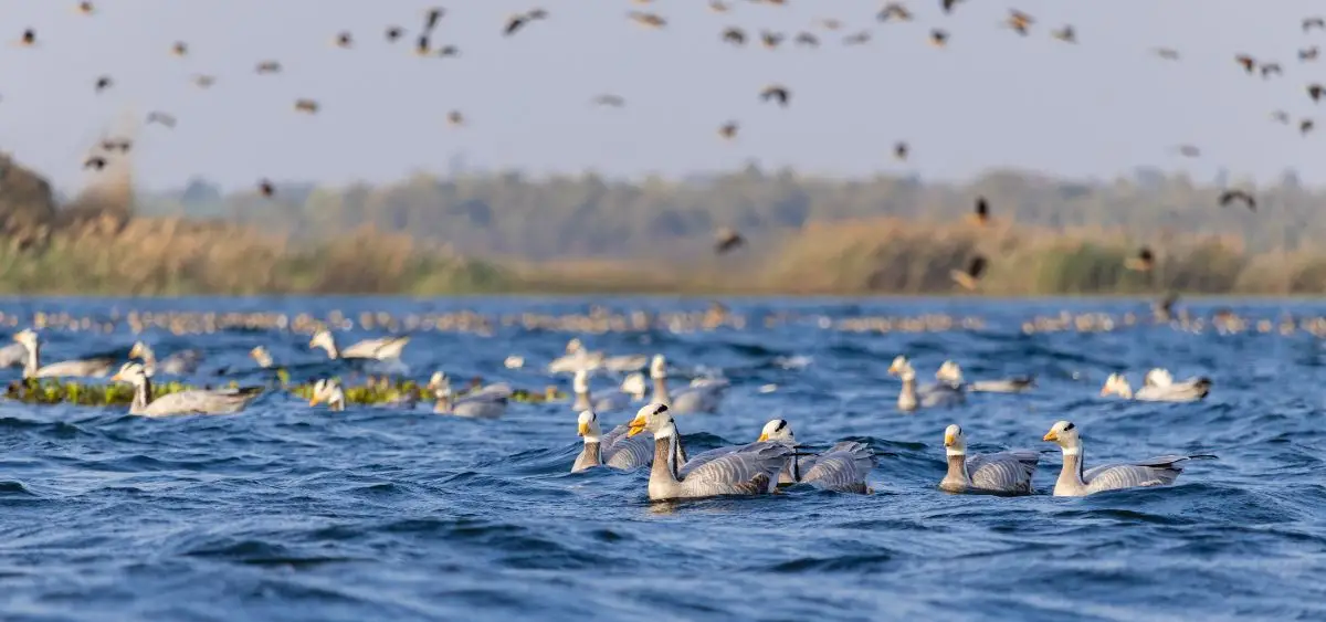 Showing the image of World Migratory Bird Day