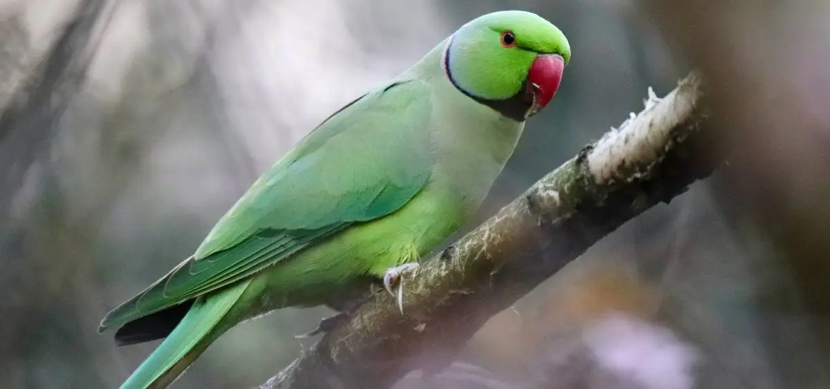 Showing the image of World Parrot Day