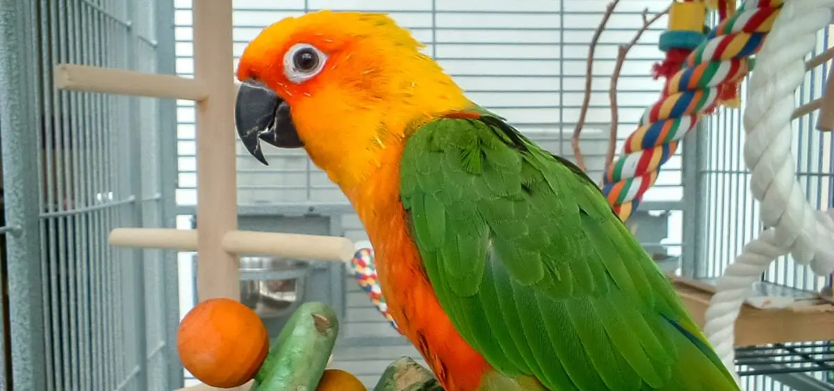 Showing the image of World Parrot Day