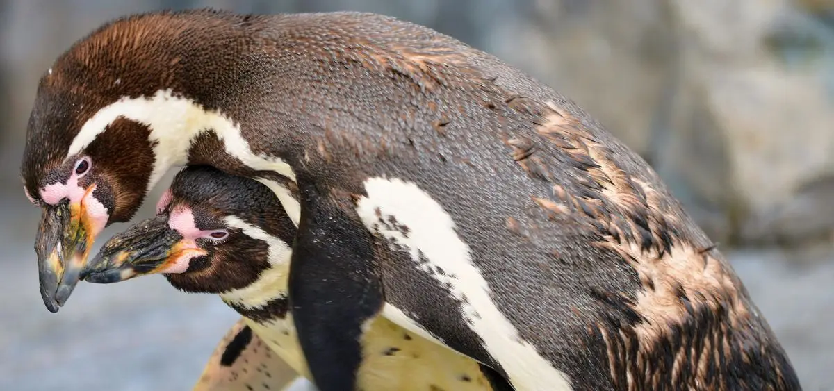 Showing the image of World Penguin Day